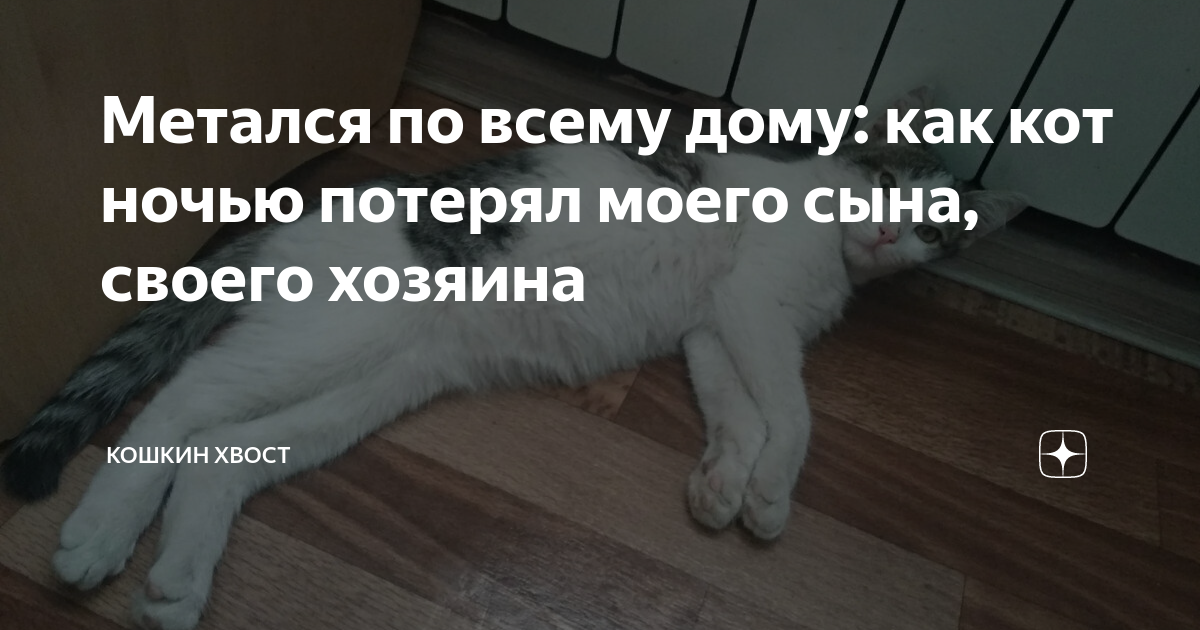 Кошкин хвост читать. Кошкин хвост дзен. Ксюша Кошкин хвост фото.