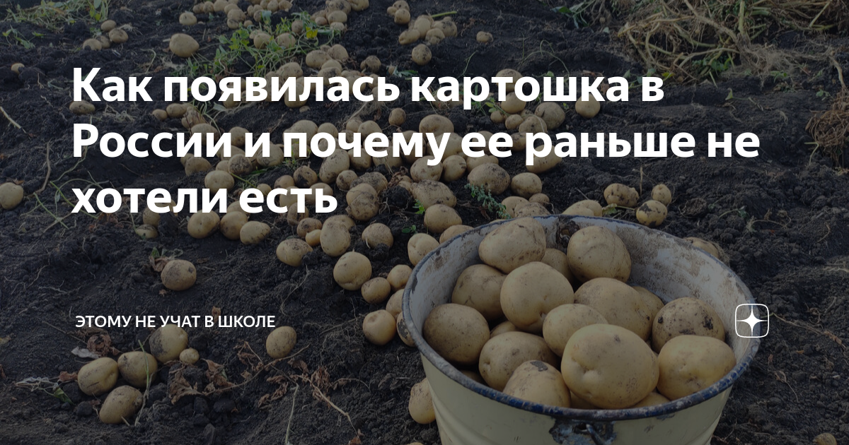 Когда завезли картофель в россию