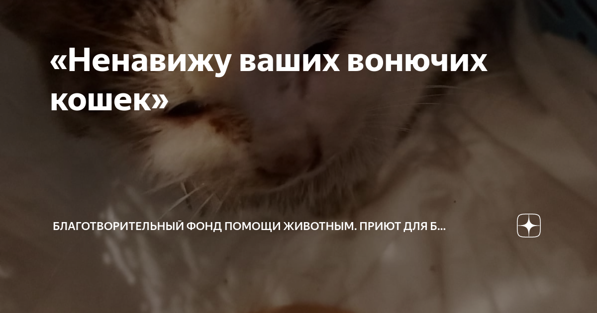 Я ненавижу ваши. Я ненавижу ваши