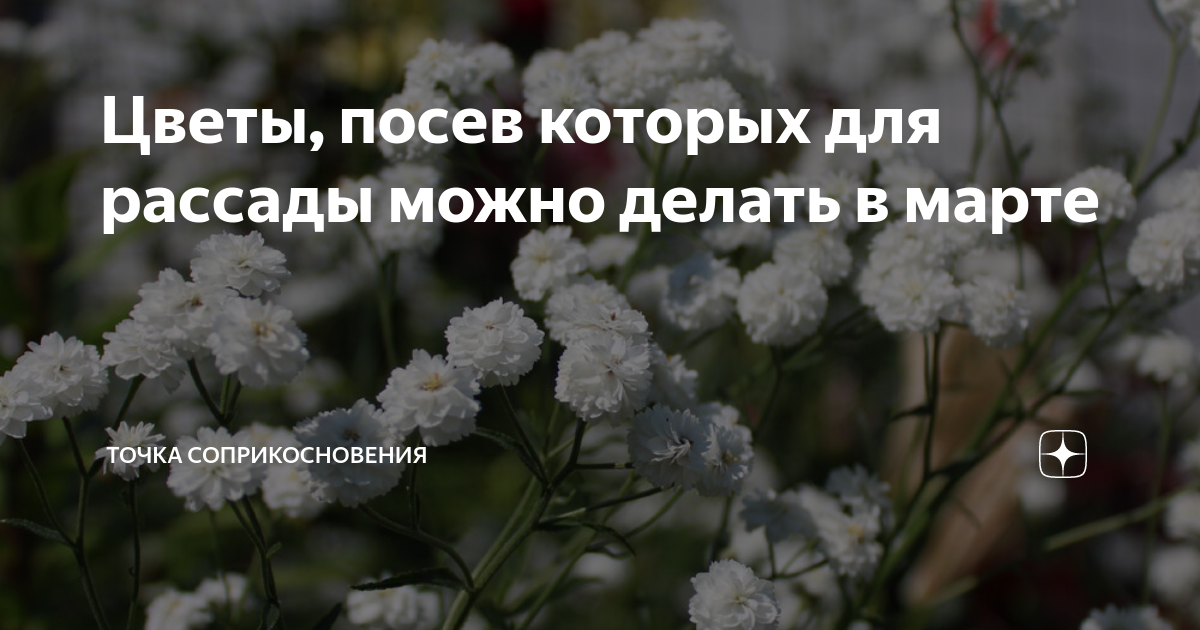 Цветы, посев которых для рассады можно делать в марте | Точка ...