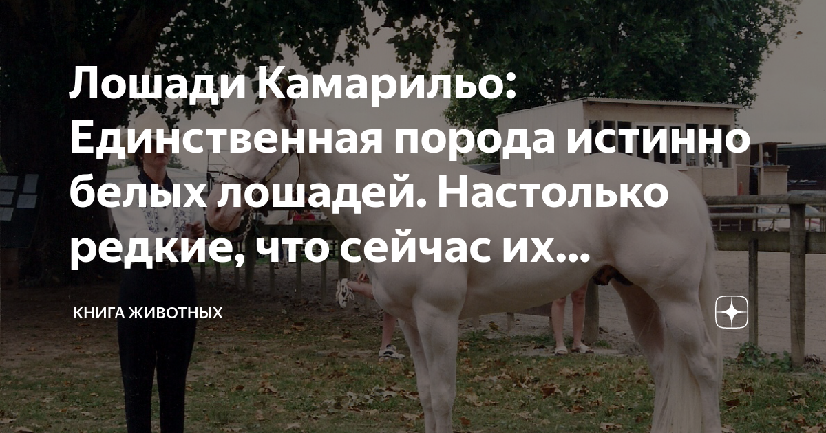 Лошади Камарильо: Единственная порода истинно белых лошадей. Настолько ...
