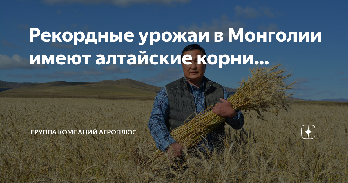 Рекорды урожайности. Рекорды урожайности. Тилл растения. Рекорды урожайности. Овёс для печени.