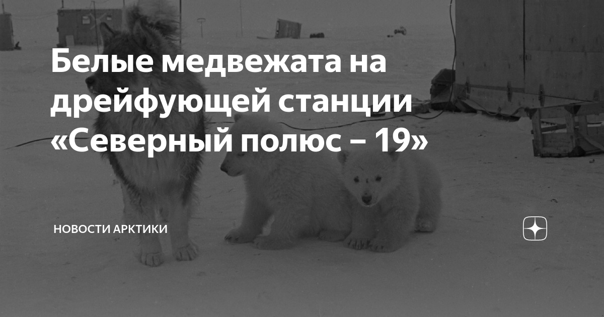 Белые медвежата на дрейфующей станции «Северный полюс – 19» | Новости ...