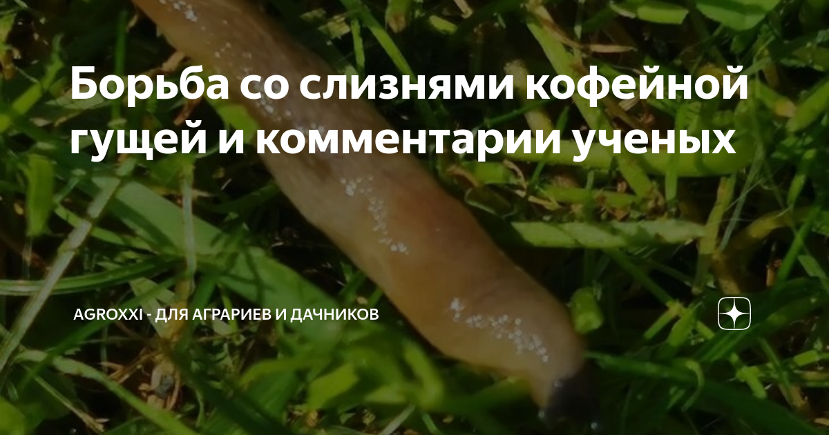 Борьба со слизнями кофейной гущей и комментарии ученых | АgroXXI - для ...