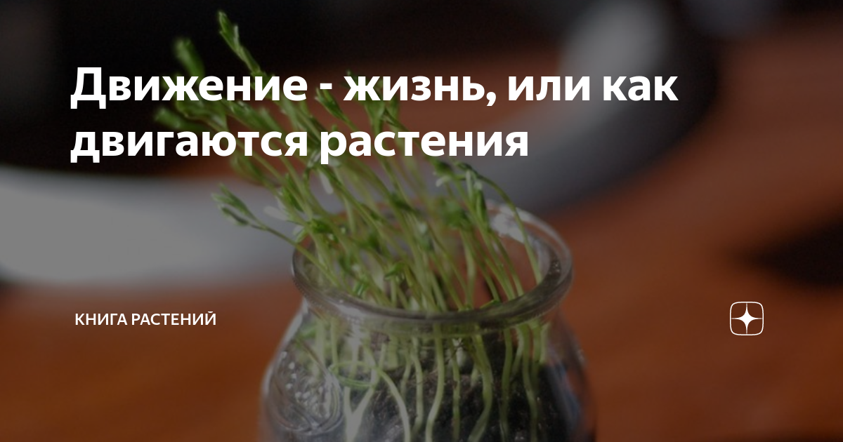 как растения двигаются