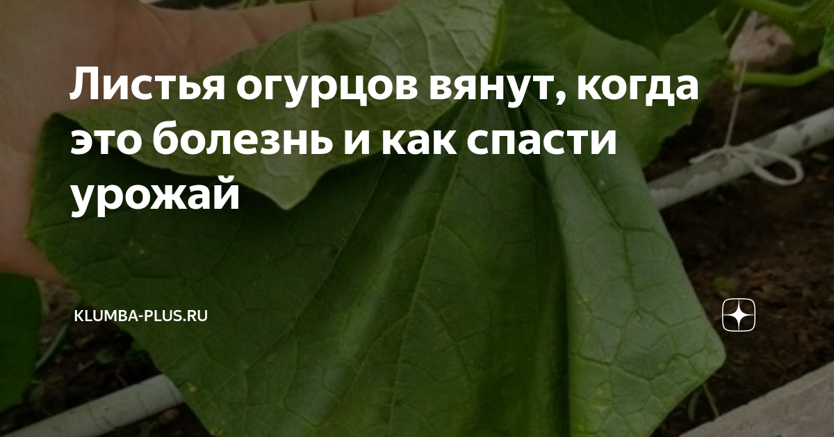 Вянут огурцы причина. Почему вянут огурцы в теплице. Почему после подкормки рассада огурцов завяла. У огурца завяли цветки. Почему вянут огурцы после опилок.