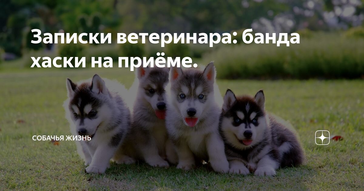 zen.yandex.ru