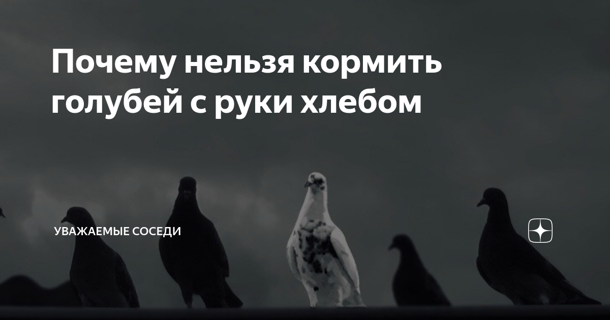 Почему голубям нельзя хлеб. Меня хлебом не корми хлебом корми голубь.