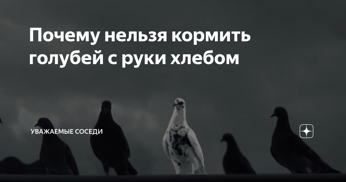 Как помочь и не убить: Орнитолог рассказал, чем кормить голубей на улице