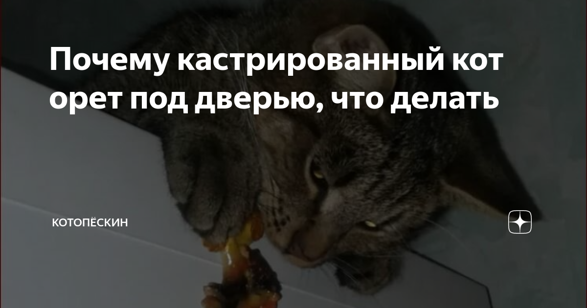 Кот кричит что делать. Почему коты орут. Орущий кот. Почему кот мяукает без причины.