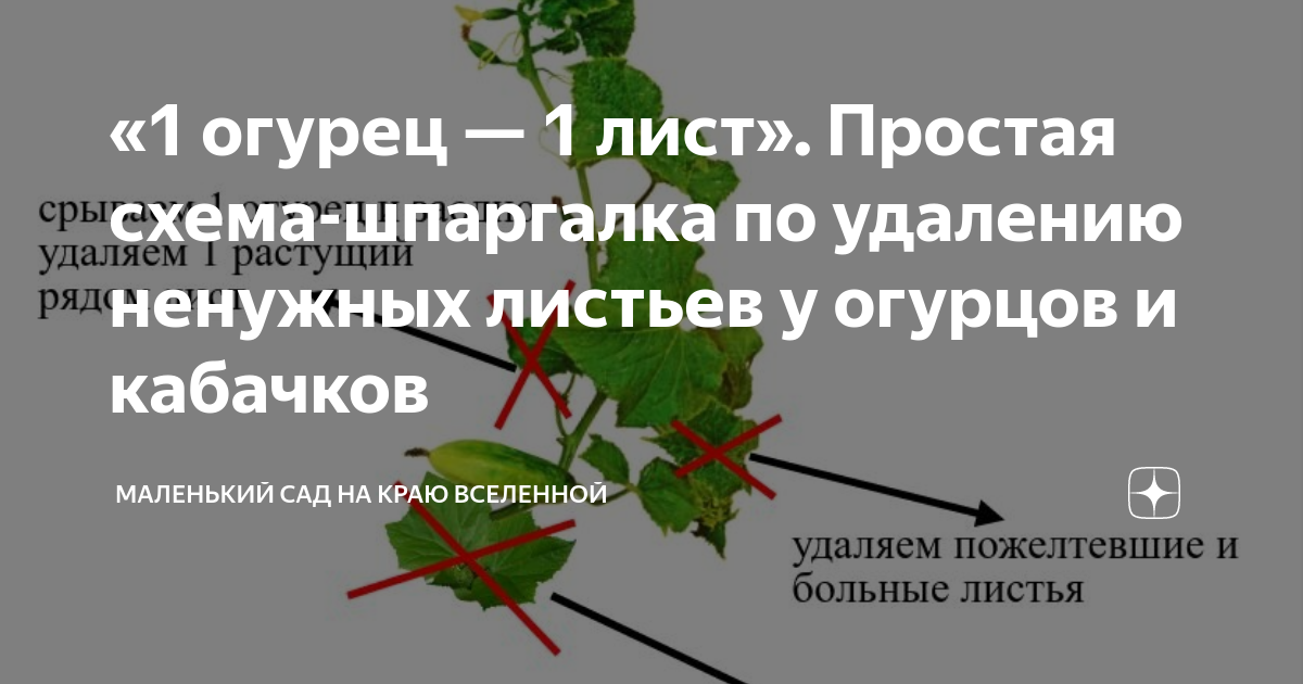Кабачки убирать листья. Надо ли обрезать листья у кабачков. Надо ли обрезать листья у огурцов. Обрезать листья у огурцов в теплице. Обрезка листьев у кабачков в открытом
