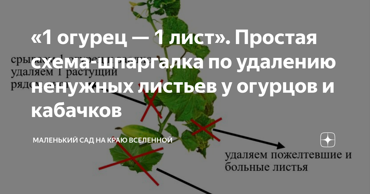 Надо ли обрезать листья у кабачков. Надо ли обрезать листья у огурцов. Обрезать листья у огурцов в теплице. Обрезка листьев у кабачков в открытом.