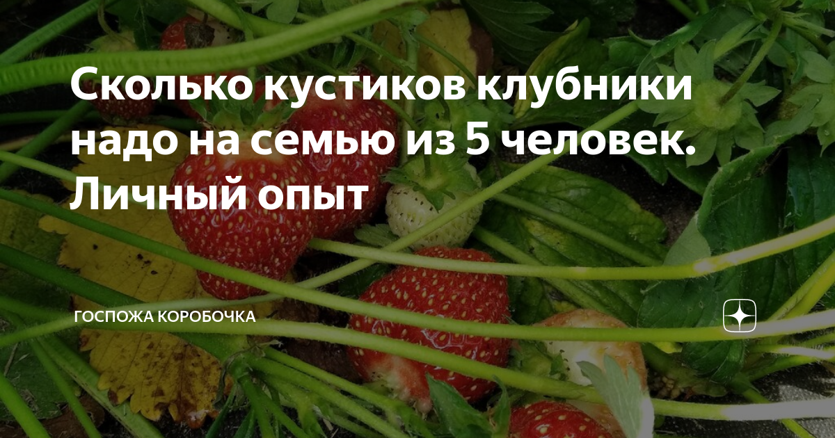 Сколько кустик. Сколько кустов клубники нужно на семью. Сколько литров земли нужно для одного куста клубники. Сколько литров нужно на куст клубники. Сколько света надо клубнике один куст.