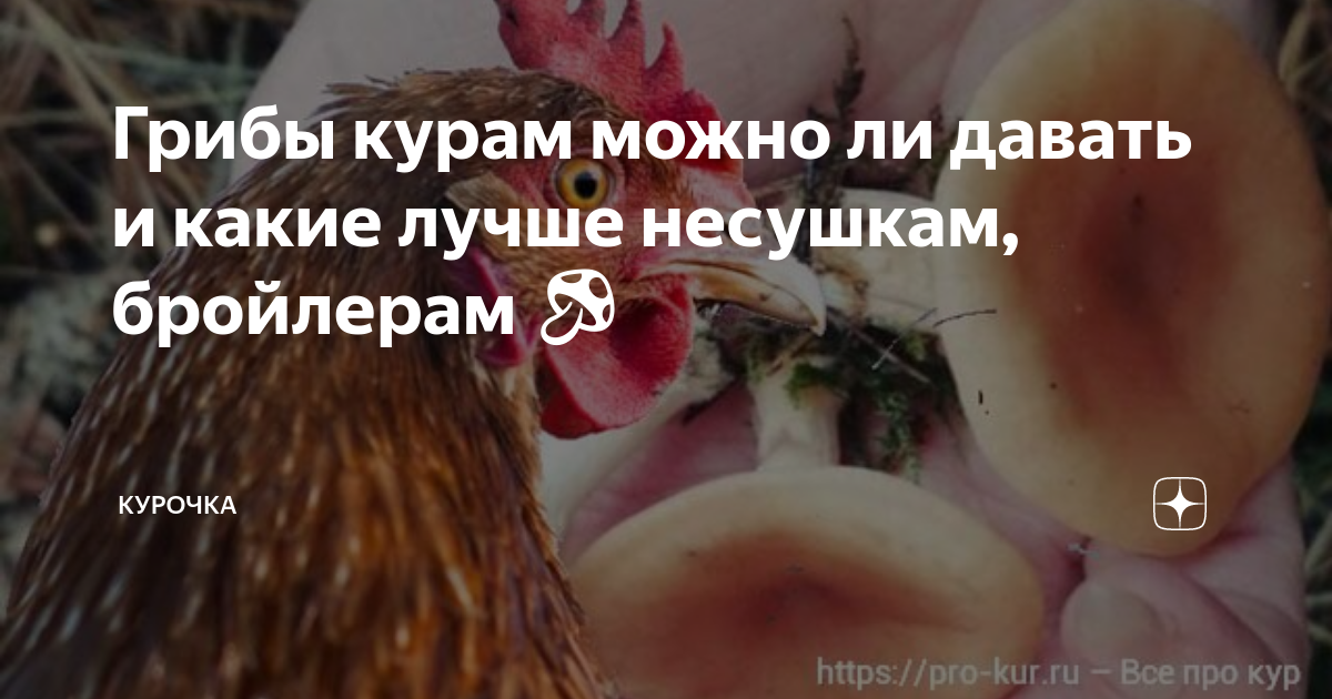 Грибы курам можно ли давать и какие лучше несушкам, бройлерам 🍄 ...