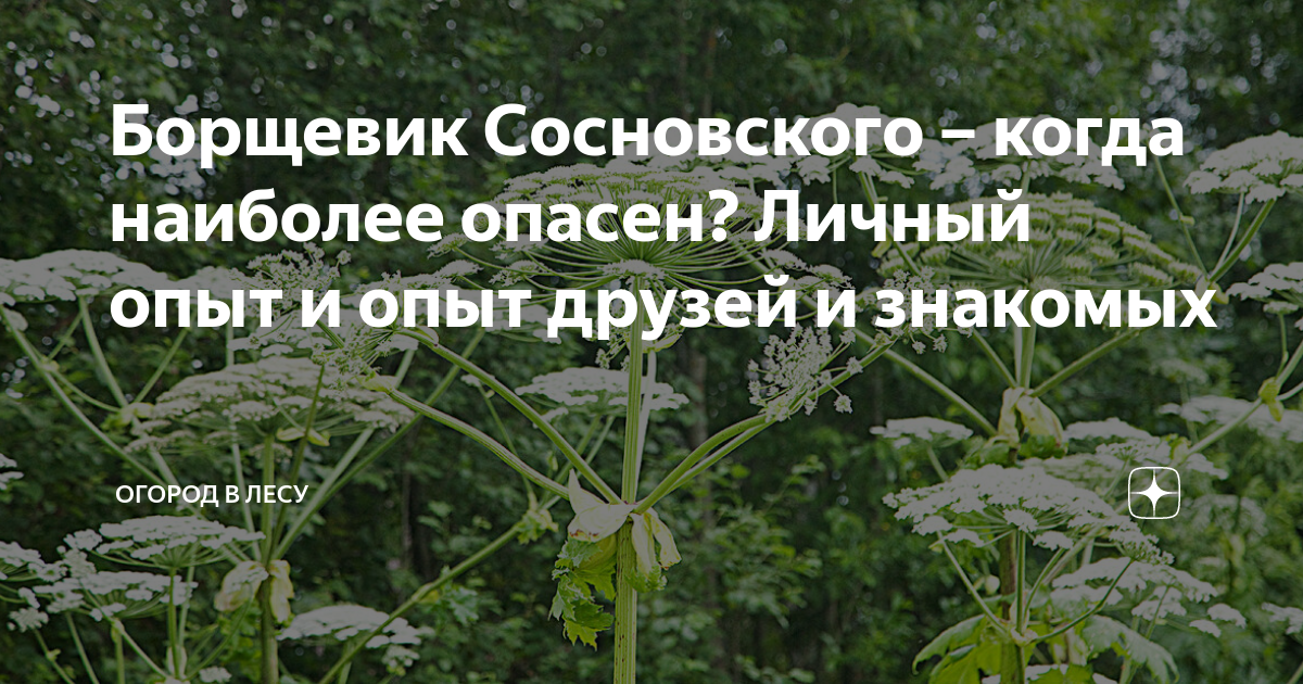 Борщевик Сосновского ядовитое растение. Борщевик Сосновского опасность. Борщевик Сосновского описание. Опасные Лесные растения для человека борщевик.