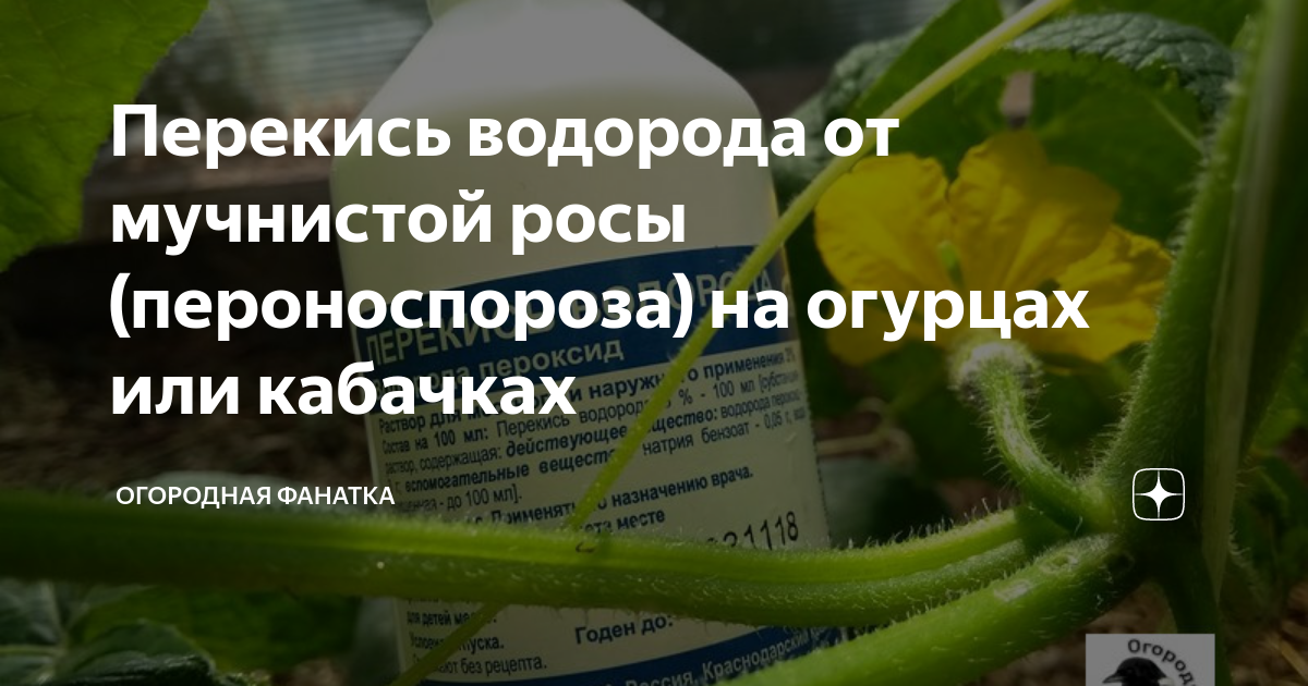 Чем обработать кабачки от мучнистой росы. Препараты от мучнистой росы на огурцах в теплице. Перекись водорода от мучнистой росы. От мучнистой росы на огурцах препараты. От мучнистой росы на огурцах.