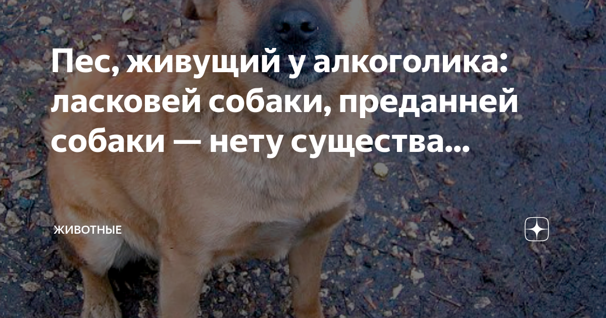 Собаки нету существа. Преданней собаки нету существа. преданней собаки нету существа слова. преданней собаки нету существа караоке.