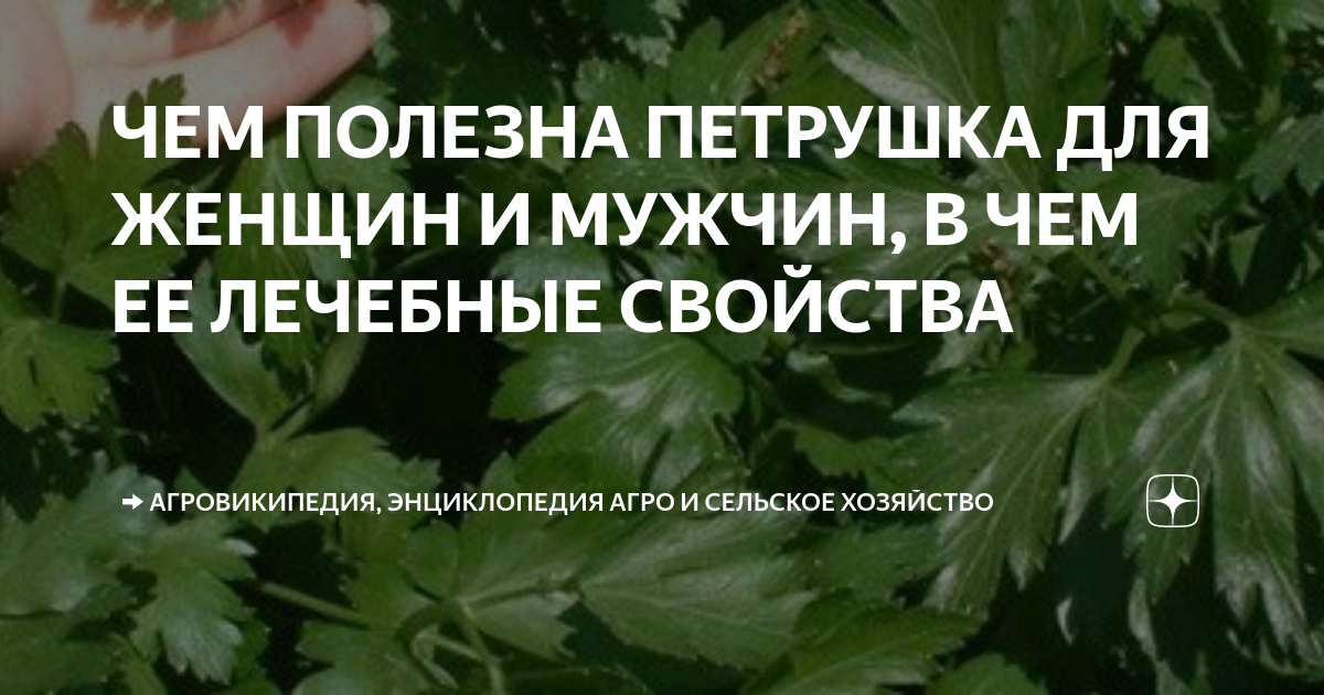 Петрушка полезные. Петрушка растение. Петрушка польза и вред для здоровья человека женщины после 50 лет. Петрушка польза. Чем полезна петрушка для организма.