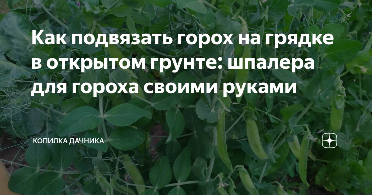 Как сделать шпалеру для гороха своими руками