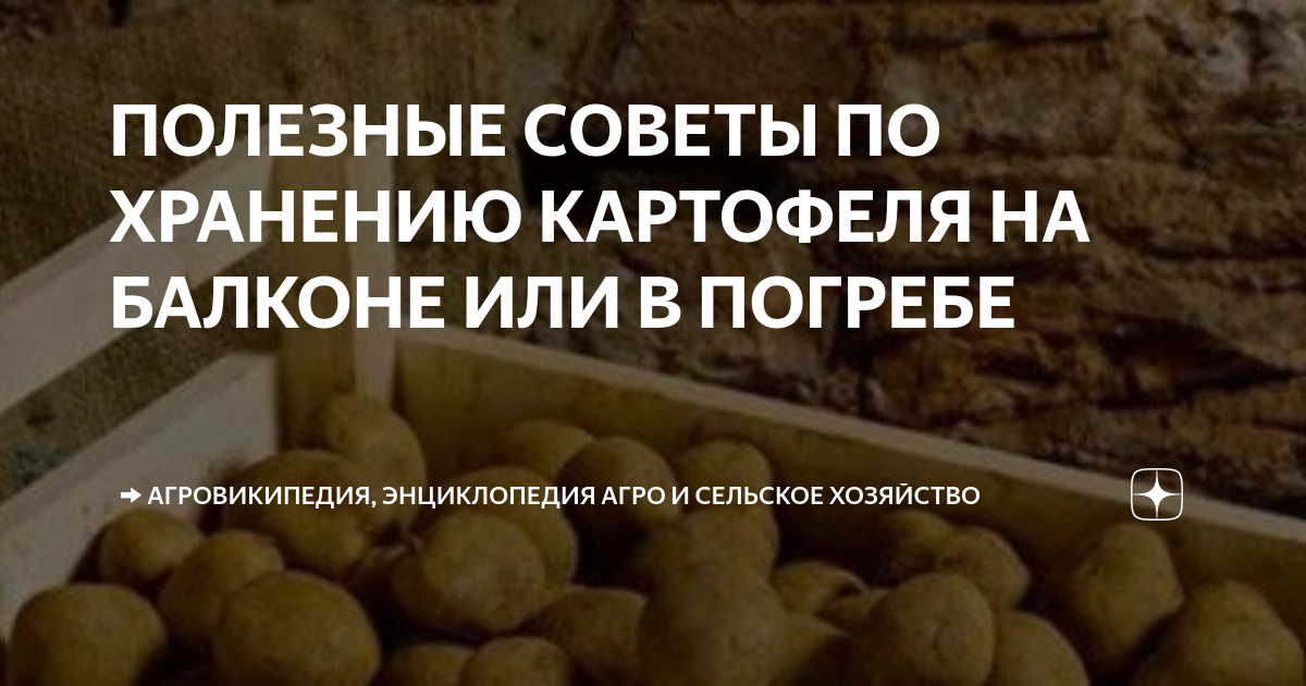 Картофель длинного или короткого дня. Куча картошки. Студенты на картошке. Калинычева клара ивановна художник картины. Картофель сорт никулинский.