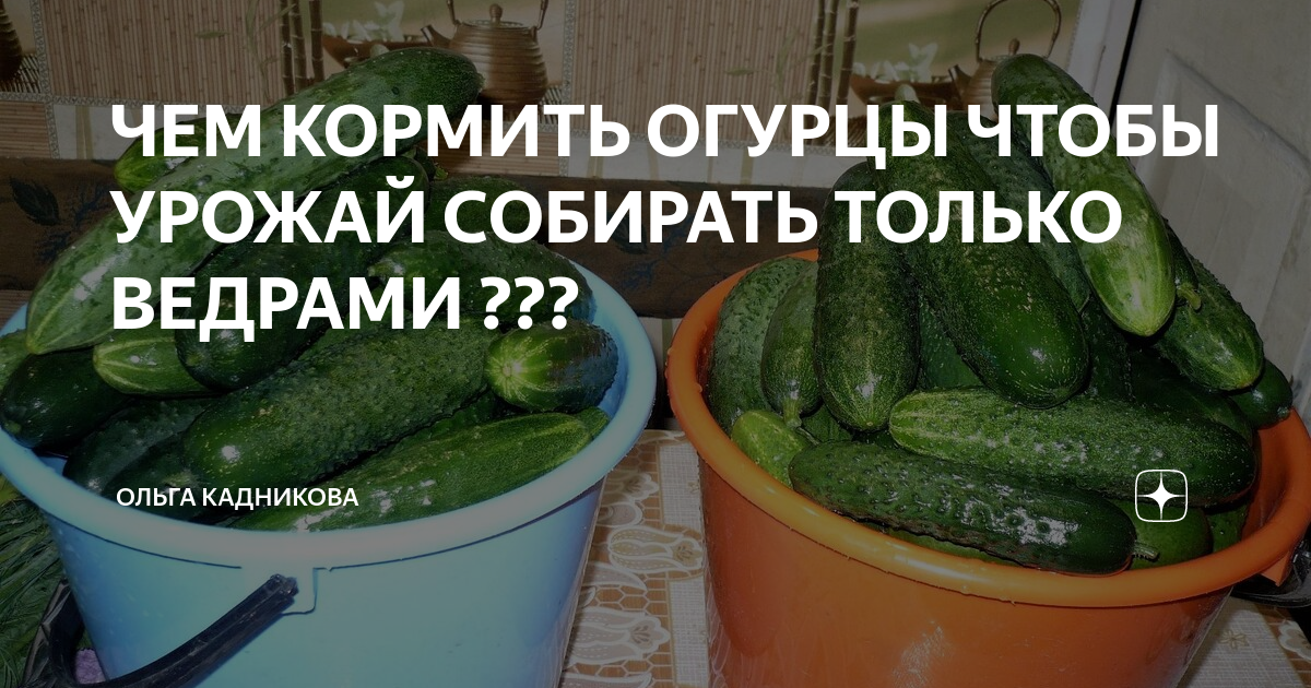 Чем кормить огурцы. Огурцы курицам можно ли давать. Можно ли кормящим огурцы. Система защиты и питания огурца. Можно ли кормящим огурец свежий