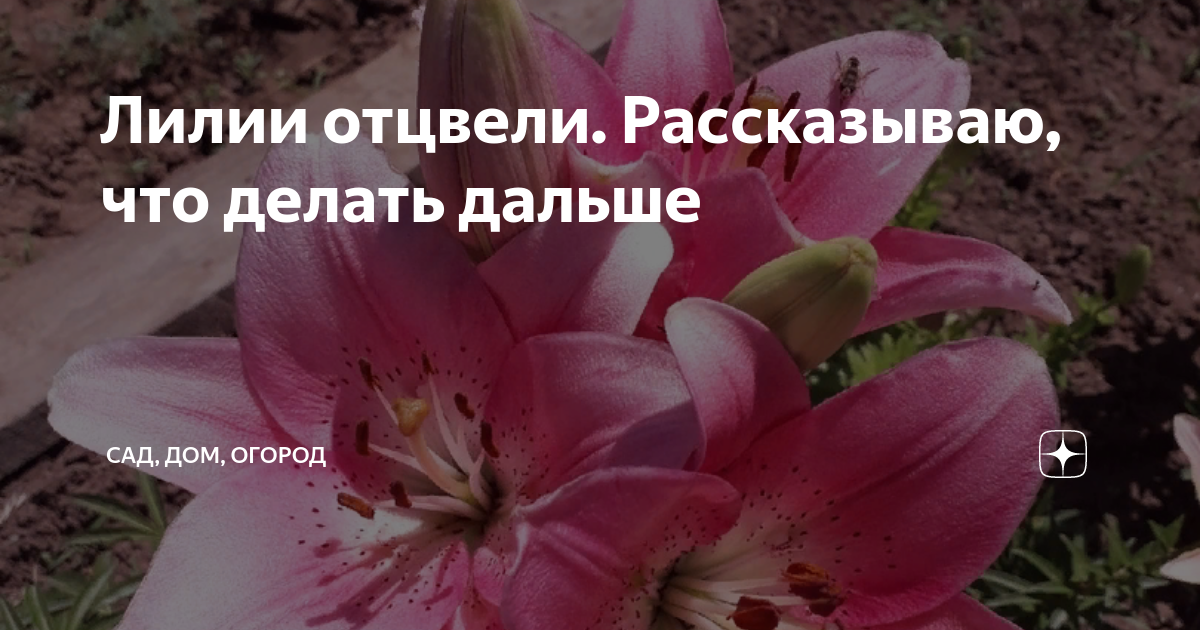 Лилии отцвели что дальше. Лилии отцвели. Лилии отцвели что делать. Лилии отцвели что делать дальше.