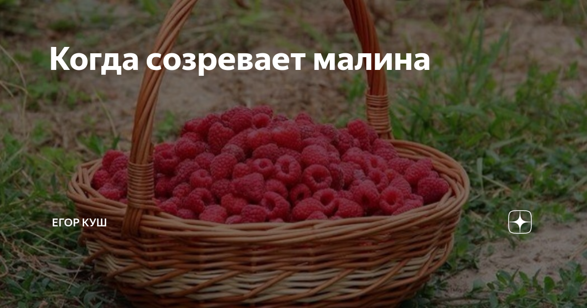 Когда созревает малина