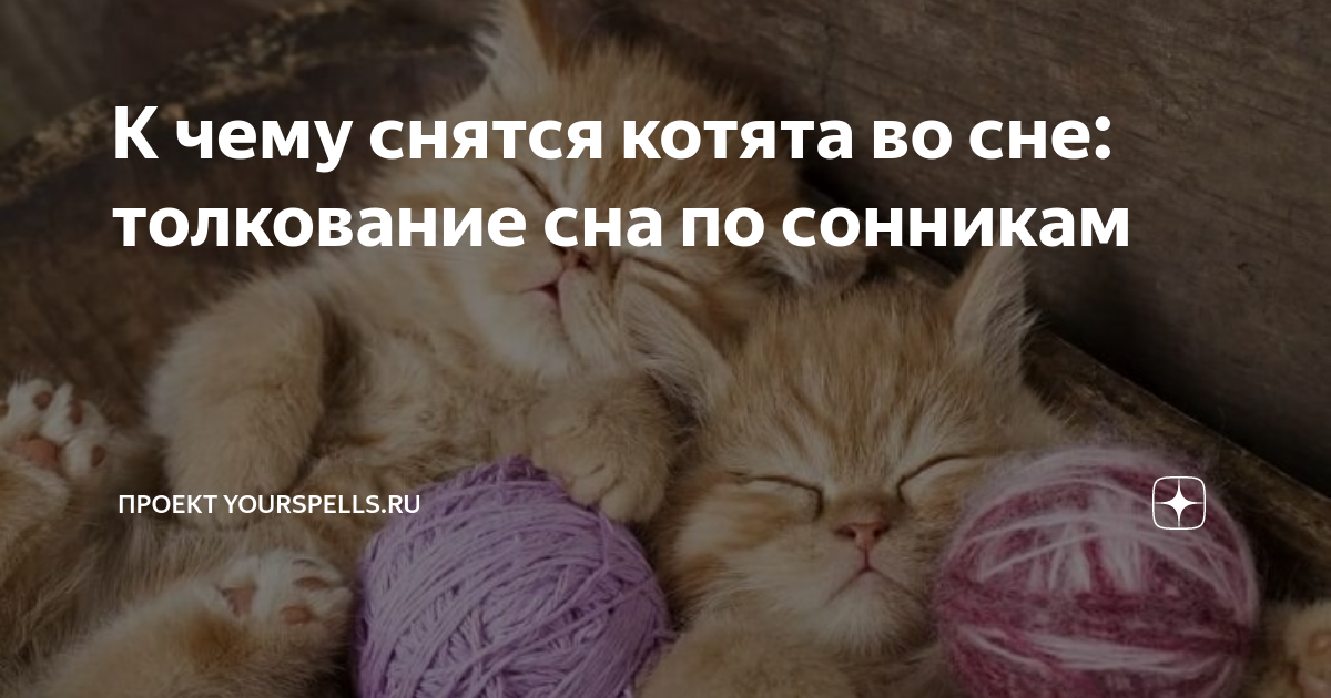 Сонник к чему снятся котята