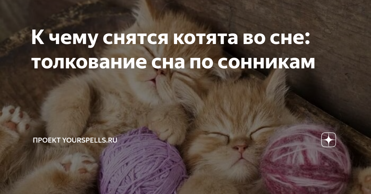 К чему снятся котята во сне женщине