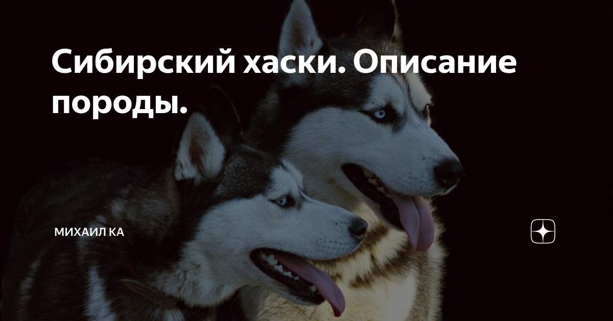 Хаски характеристика