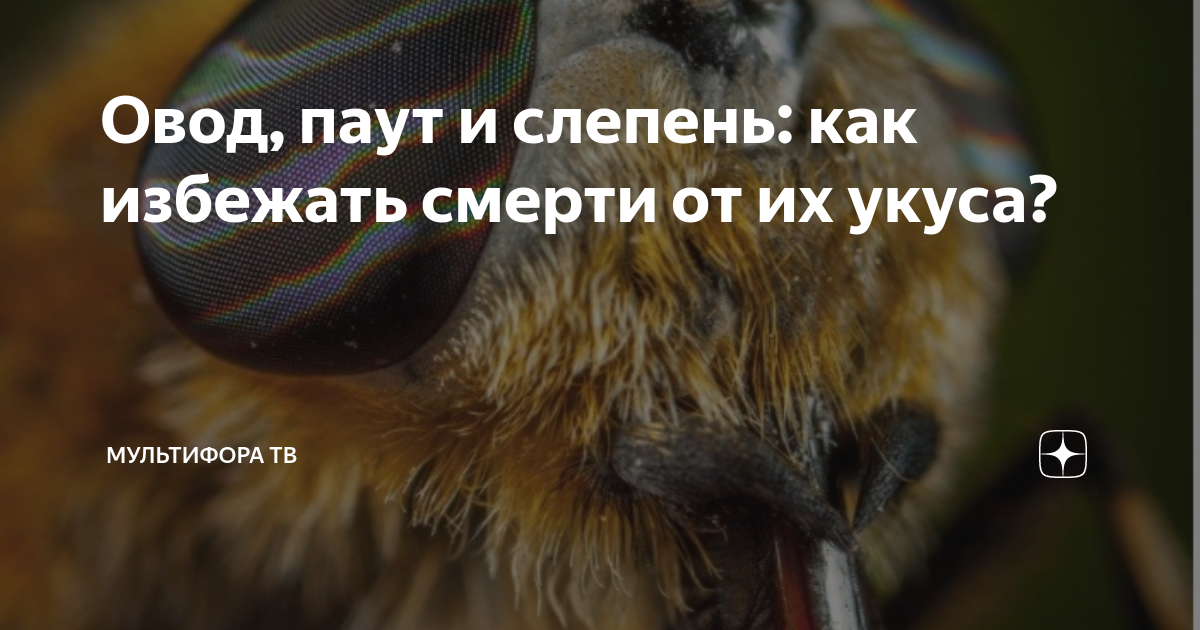 Овод, паут и слепень: как избежать смерти от их укуса? | Метафора ТВ | Дзен