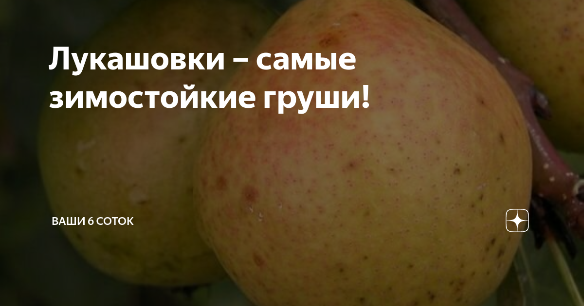 Лукашовки – самые зимостойкие груши! | "Ваши 6 соток" с Андреем ...