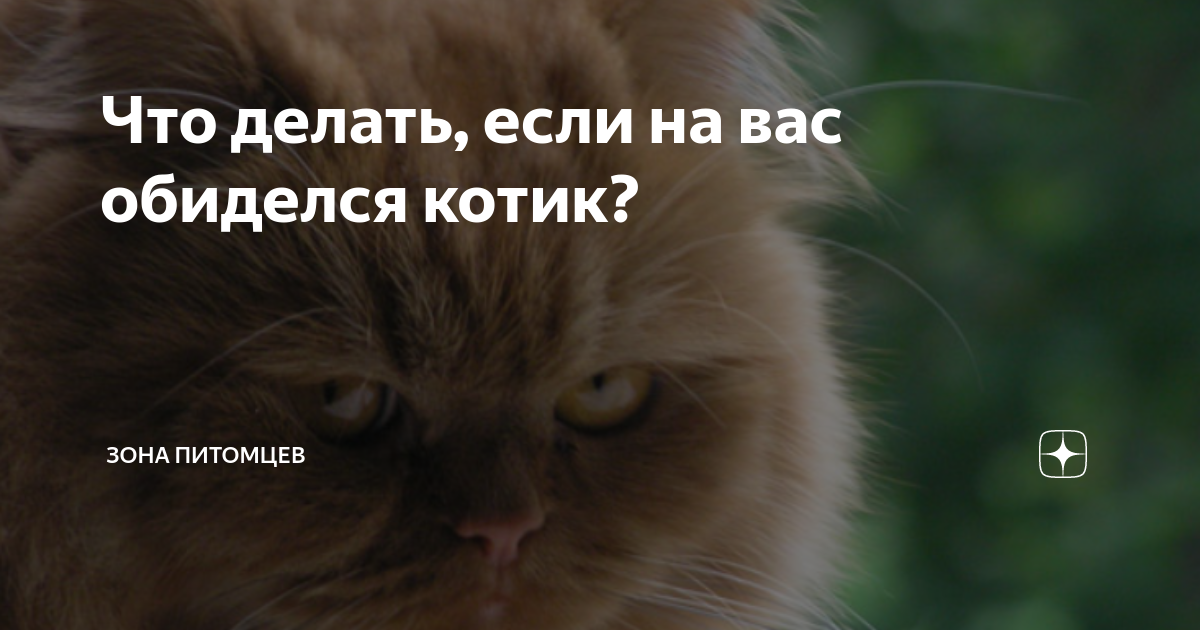 Кот обижает кота что делать. Кот обиделся. Котик сердится вам хана. Обиженный кот ждёт корм. Не обижайся котик.