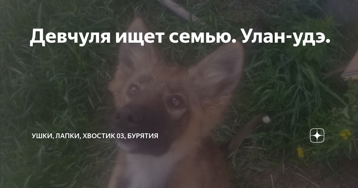 Девчуля ищет семью. Улан-удэ. | Ушки, лапки, хвостик 03 и приют Лучший ...
