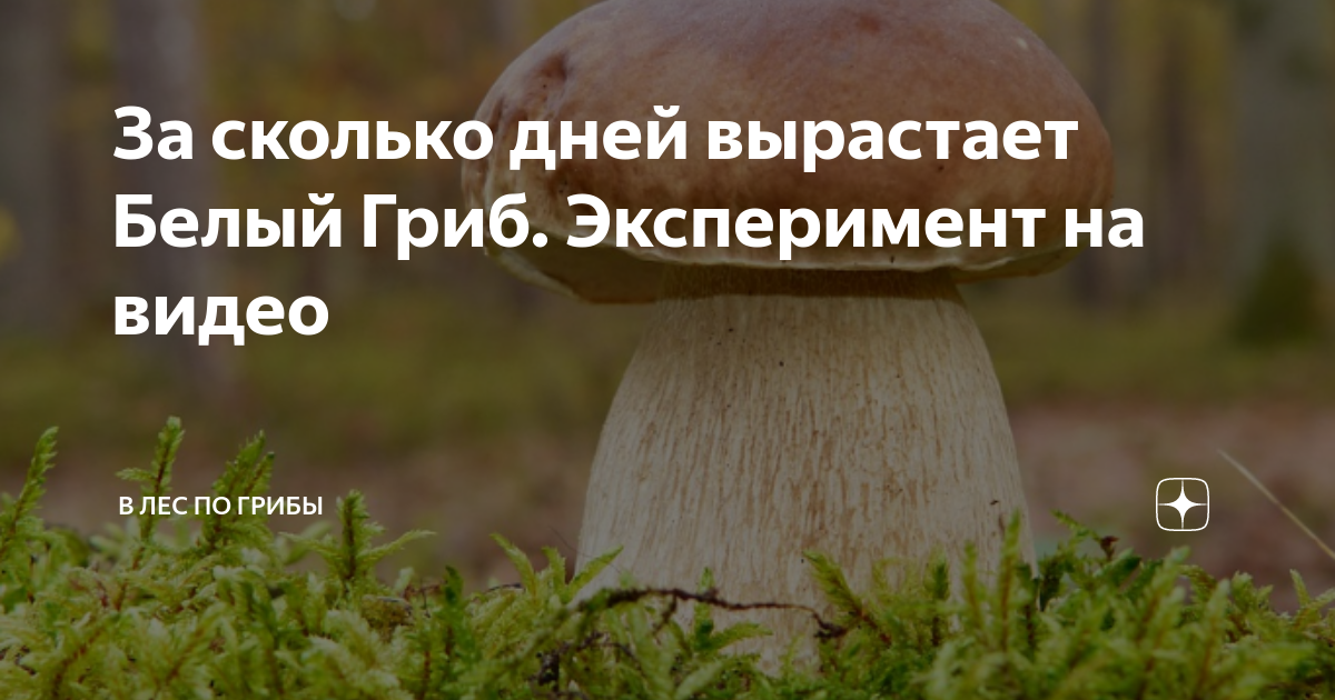 Календарь грибника. Праздник день грибника. За сколько дней вырастает белый гриб. Свинушка и груздь отличия. Где растут белые грибы.