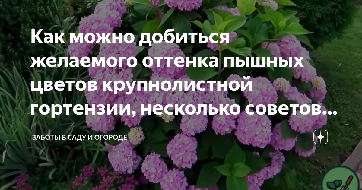 Как пересадить гортензию на другое место. Когда можно пересаживать гортензию. Пересадка гортензии весной на другое место. Когда можно рассаживать гортензию. Когда можно пересаживать гортензию на новое место.