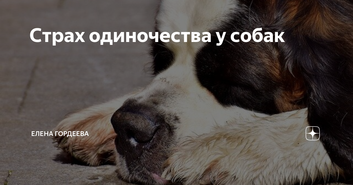 страх одиночества у собак
