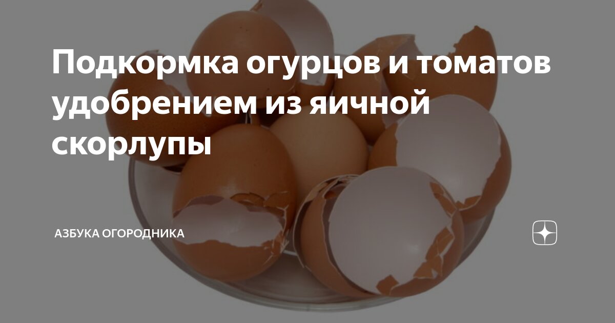 Поливать яичной скорлупой. Яичная скорлупа на вес золота. Яичная скорлупа на вес золота! Пять полезных способов применения. Подкормка огурцов скорлупой яиц. Яичная скорлупа для ОГУ.