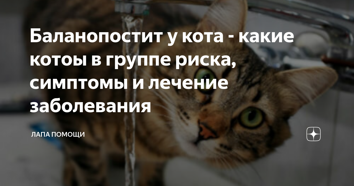 Уретропластика котов как оперативное лечение при осложнениях мочекаменной болезни