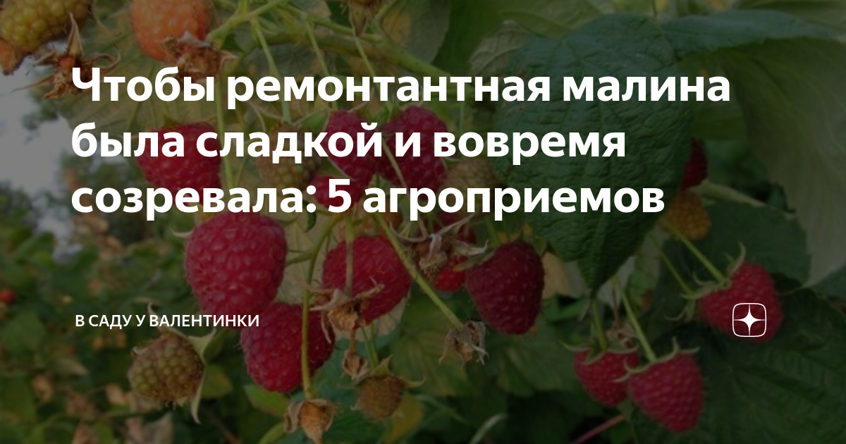 красная свекла посадка и уход