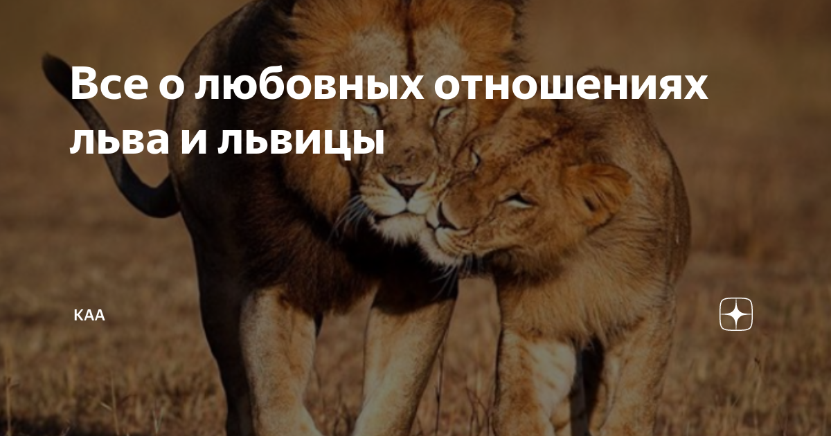 Какие львы в отношениях. Соотношение львм и человека. Отношение Льва с человеком. Как Лев относится к человеку.