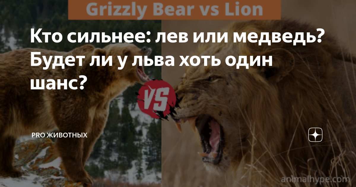 Будь сильным как лев. Кто сильнее Лев или медведь. Кто сильнее медведь или Лев в схватке.