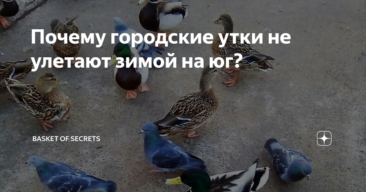 Чайки улетают на зиму в теплые края. Чайки улетают на зиму в теплые края