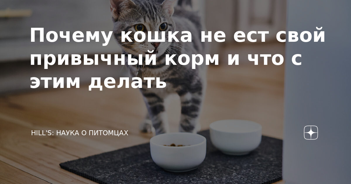 почему кошка не ест влажный корм