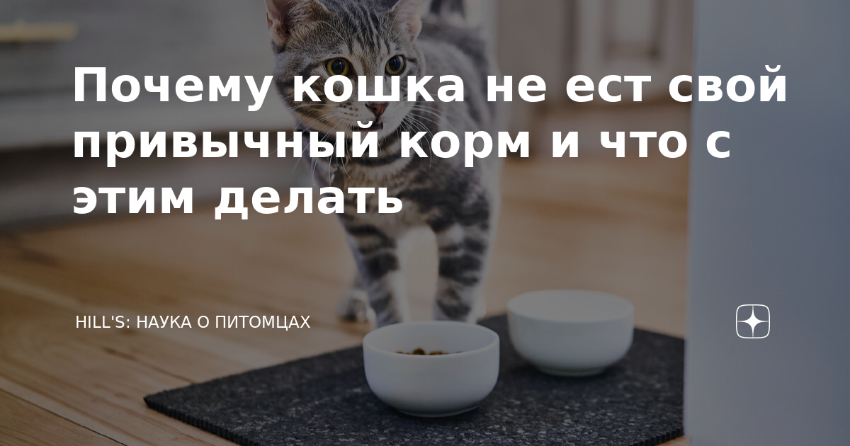 Кошка не ест и не пьет несколько дней и рвет белой пеной что делать