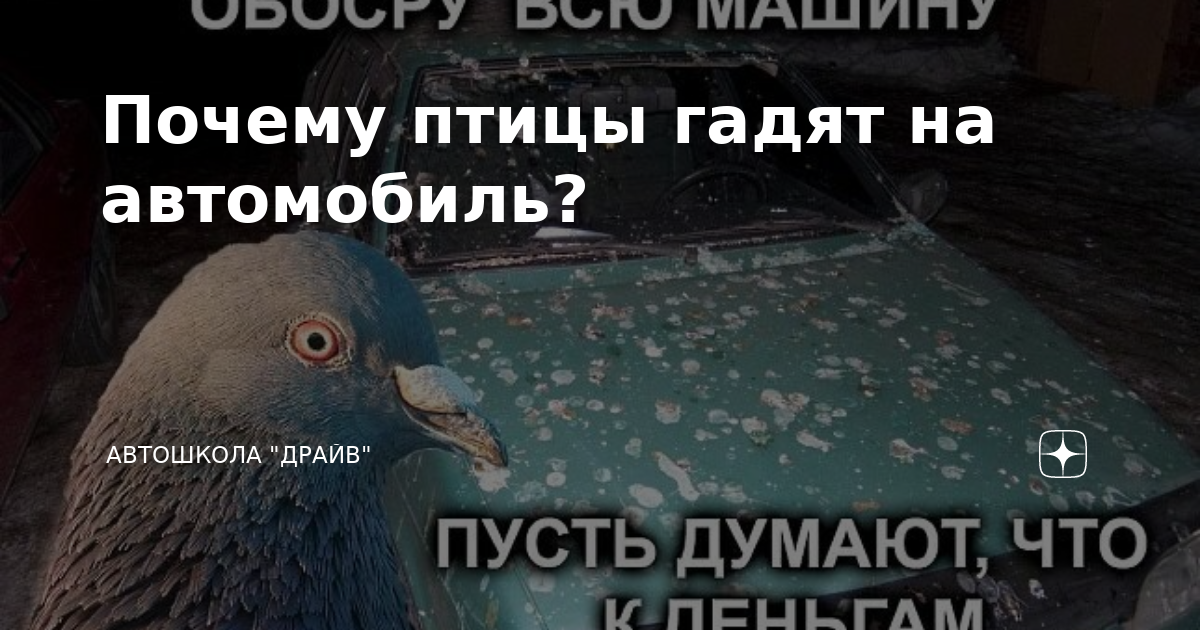 Птицы гадят на машину