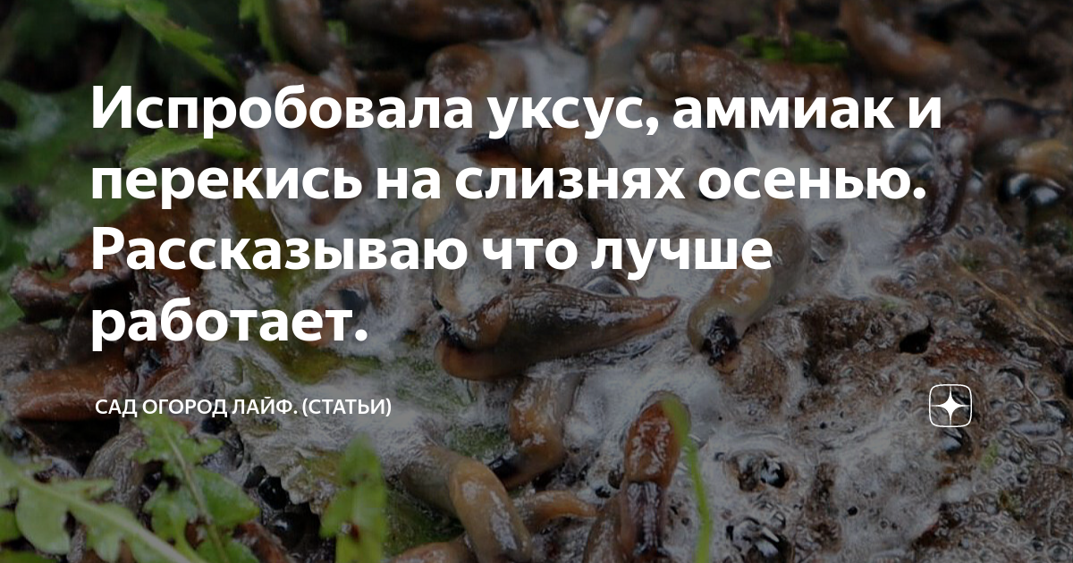Испробовала уксус, аммиак и перекись на слизнях осенью. Рассказываю что ...