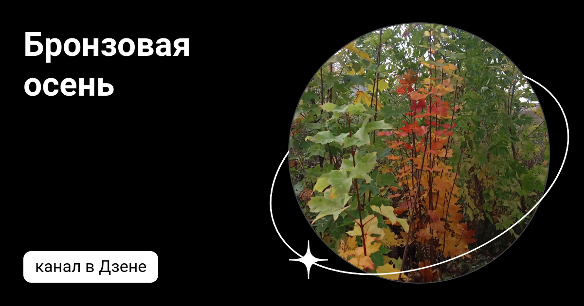 Бронзовая осень. Бронзовое осень читать на дзене. Бронзовая осень дзен. Бронзовая осень. Бронзовое осень читать на дзене.