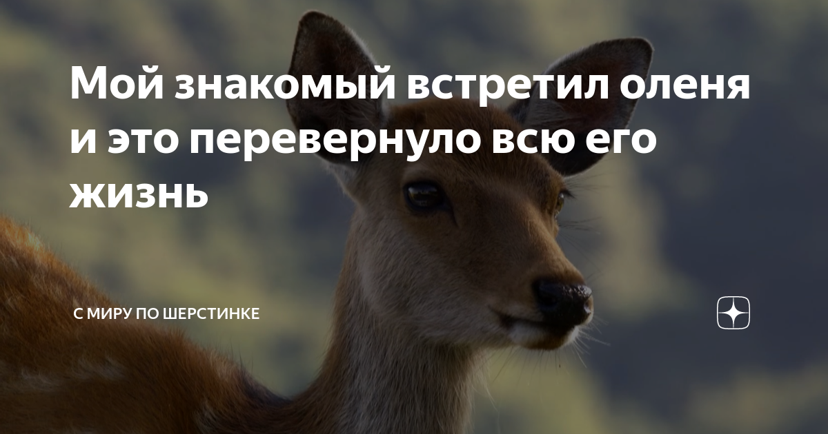 Мой знакомый встретил оленя и это перевернуло всю его жизнь | С миру по ...