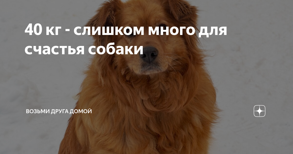 40 кг - слишком много для счастья собаки | Возьми Друга Домой | Дзен
